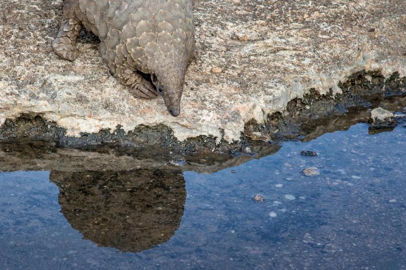 Pangolin, Foto: Scott Hurd / Alamy / Profimedia Images