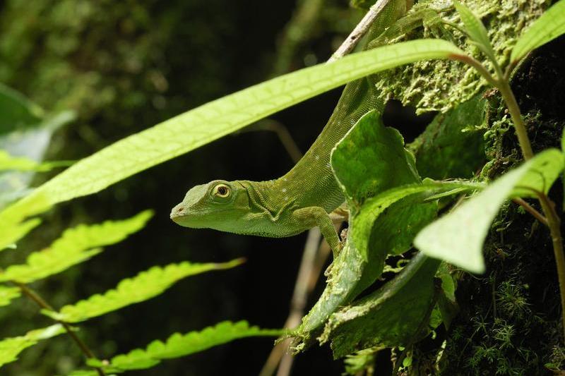 Anolis biporcatus, Foto: - / Ardea / Profimedia