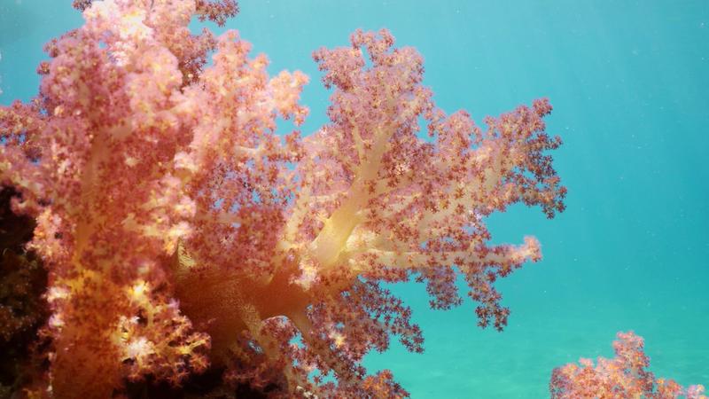 Coral „Dendronephthya”, Foto: Andrey Nekrasov / Zuma Press / Profimedia Images