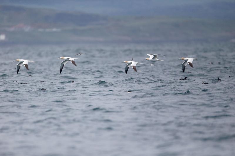 Pasari, Foto: Mike Lane / Alamy / Profimedia Images