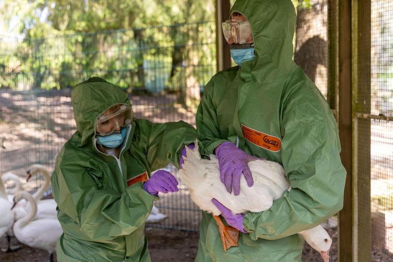 Măsuri pentru prevenirea răspândirii gripei aviare în Germania, Foto: Imago / Alamy / Alamy / Profimedia