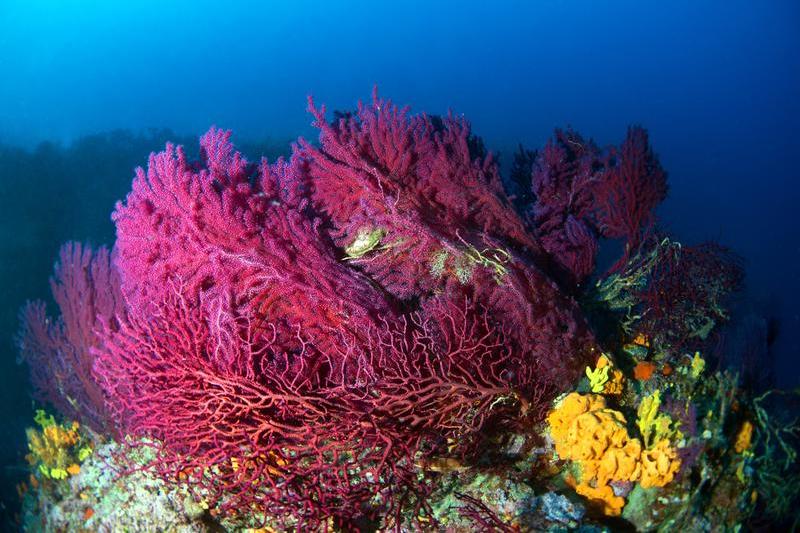 coral rosu, Foto: Tahsin Ceylan / AFP / Profimedia